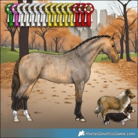 Horse Color:Buckskin Roan