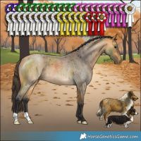 Horse Color:Buckskin Roan 