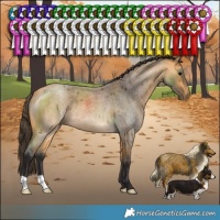 Horse Color:Buckskin Roan 