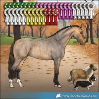 Horse Color:Buckskin Roan 
