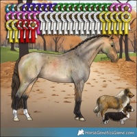 Horse Color:Buckskin Roan 