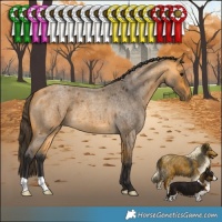 Horse Color:Buckskin Roan
