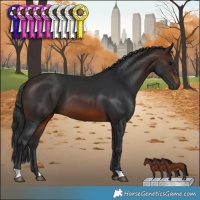 Horse Color:Brown