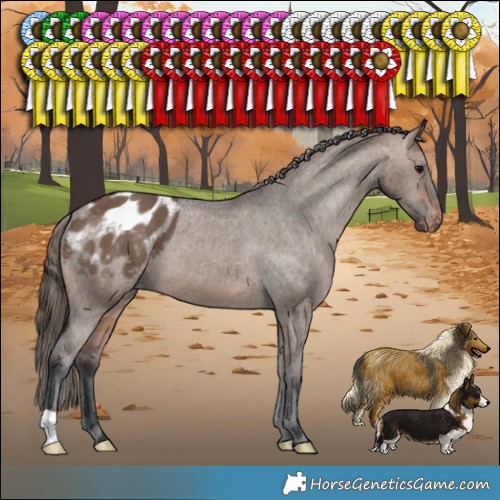 Horse Color:Brown Dun Appaloosa