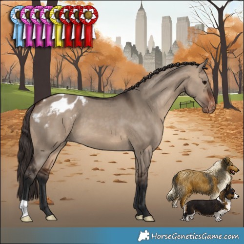 Horse Color:Brown Dun Appaloosa