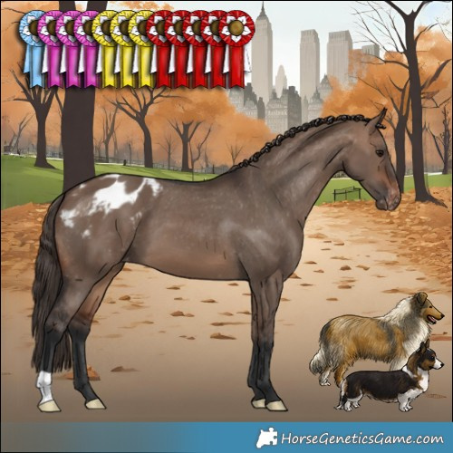 Horse Color:Brown Dun Appaloosa 