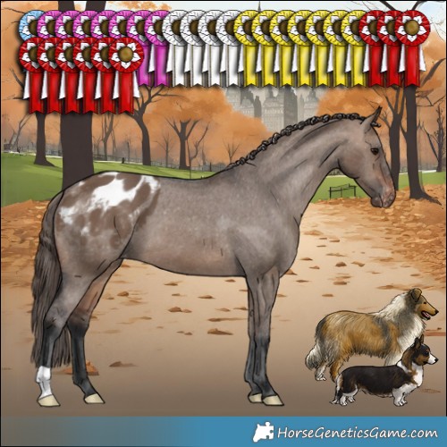 Horse Color:Brown Dun Appaloosa 