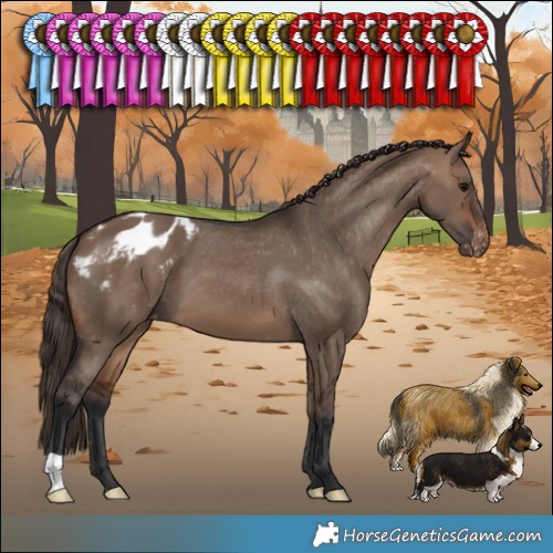 Horse Color:Brown Dun Appaloosa 