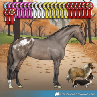 Horse Color:Brown Dun Appaloosa 