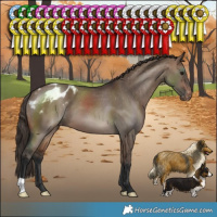 Horse Color:Brown Dun Blanket