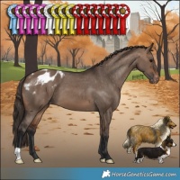 Horse Color:Brown Dun Appaloosa