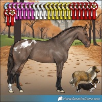 Horse Color:Brown Dun Appaloosa 