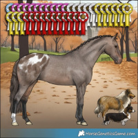 Horse Color:Brown Dun Appaloosa 