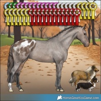 Horse Color:Brown Dun Appaloosa