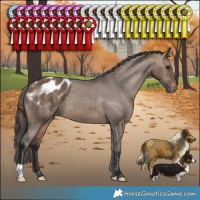 Horse Color:Brown Dun Appaloosa