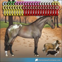 Horse Color:Brown Dun Varnish 