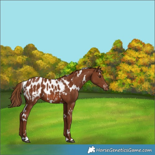 Horse Color:White Spotted Chestnut Appaloosa 