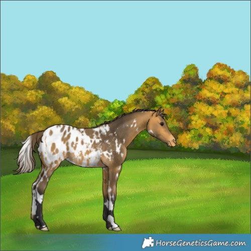 Horse Color:White Spotted Buckskin Appaloosa 