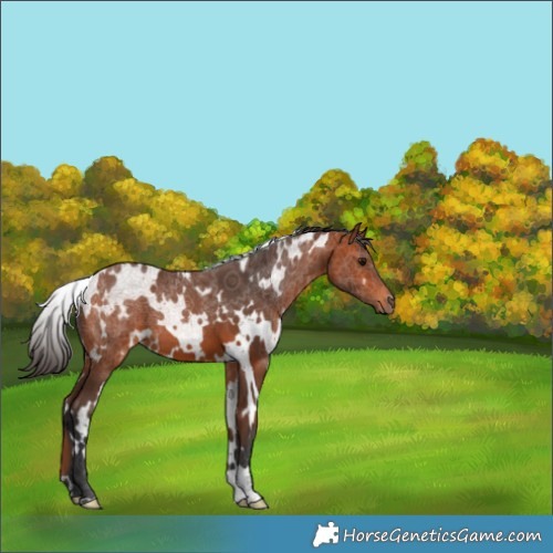 Horse Color:White Spotted Bay 