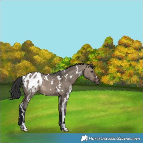 Horse Color:White Spotted Brown Dun Appaloosa 