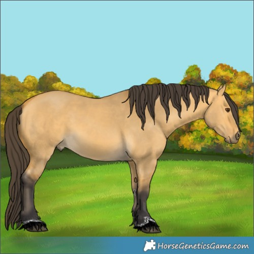 Horse Color:Buckskin Dun 