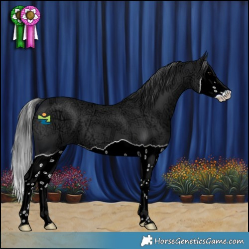Horse Color:Black Ice Splash 