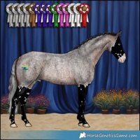 Horse Color:Bay Ice Roan Splash Rabicano 