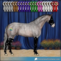 Horse Color:Bay Ice Roan Splash Rabicano