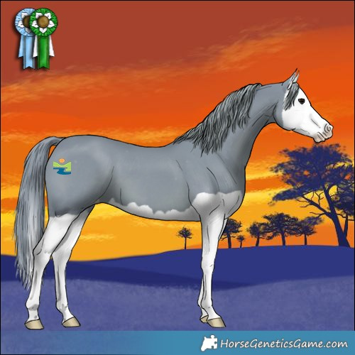 Horse Color:Watercolor Black Splash Appaloosa 