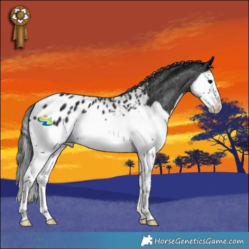 Horse Color:Black Ice Splash Appaloosa 