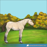 Horse Color:Buckskin Ice Dun Rabicano 