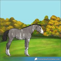 Horse Color:Smoky Grullo Sabino Rabicano 