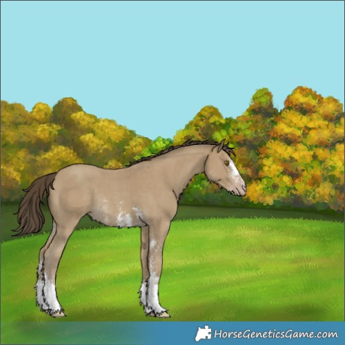 Horse Color:Classic Cream Champagne Sabino Rabicano 