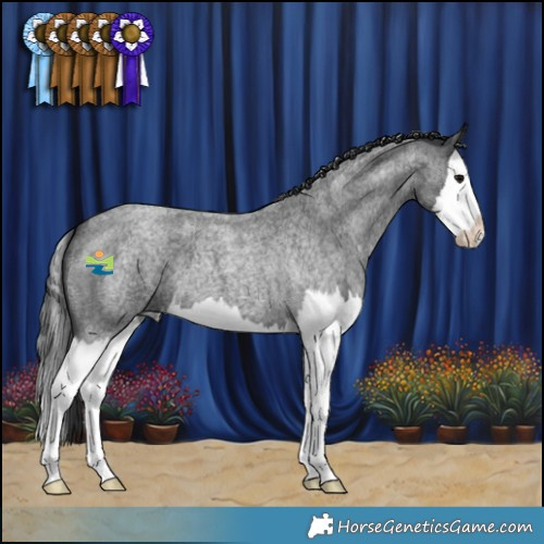 Horse Color:Blue Roan Splash 