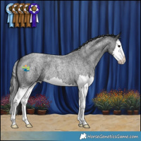 Horse Color:Blue Roan Splash