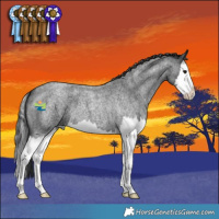 Horse Color:Blue Roan Splash
