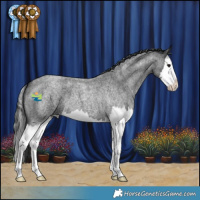 Horse Color:Blue Roan Splash 