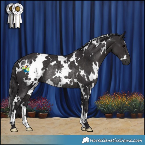 Horse Color:White Spotted Smoky Black Rabicano