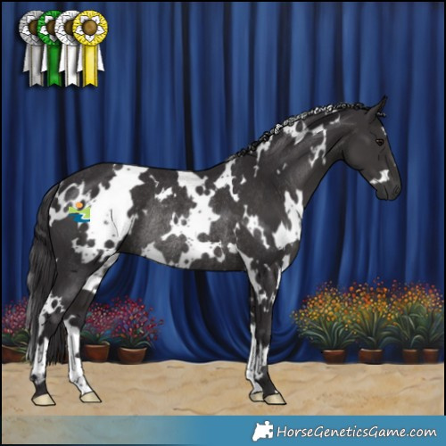Horse Color:White Spotted Smoky Black Rabicano