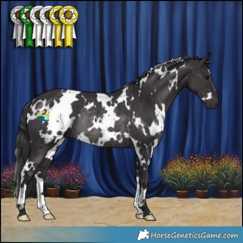 Horse Color:White Spotted Smoky Black Rabicano 