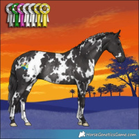 Horse Color:White Spotted Smoky Black Rabicano