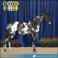 Horse Color:White Spotted Smoky Black Rabicano