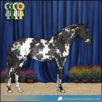 Horse Color:White Spotted Smoky Black Rabicano 