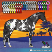 Horse Color:White Spotted Smoky Black Rabicano