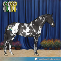 Horse Color:White Spotted Smoky Black Rabicano 