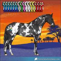 Horse Color:White Spotted Smoky Black Rabicano
