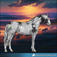 Horse Color:Gray Silver Black Chinchilla Ice 