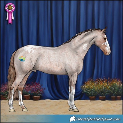 Horse Color:Red Roan Appaloosa 
