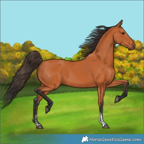 Horse Color:Bay  and Bay 