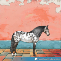 Horse Color:Gray Brown Dun Appaloosa Brindle